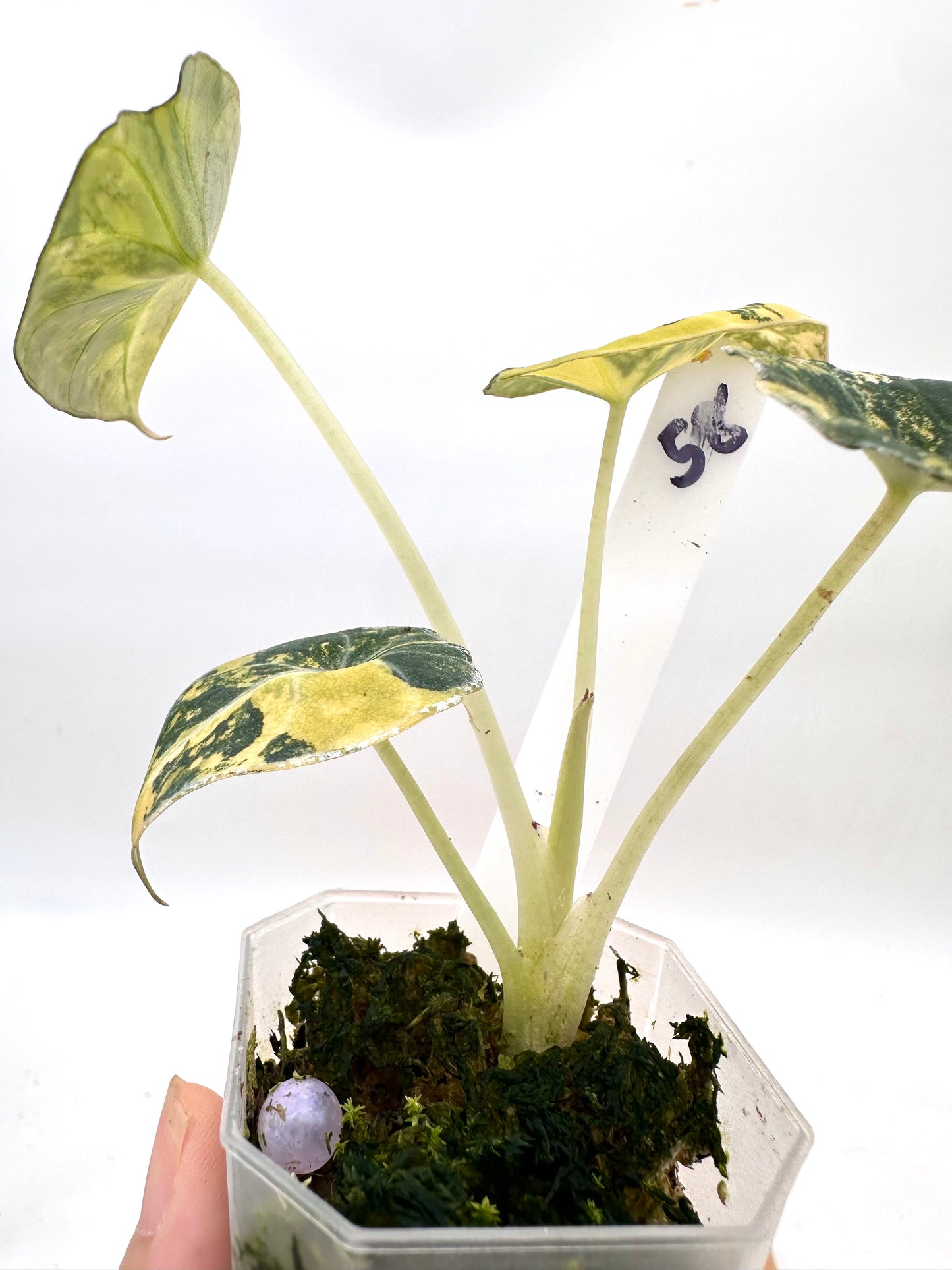Alocasia Black Velvet Gold Variegated