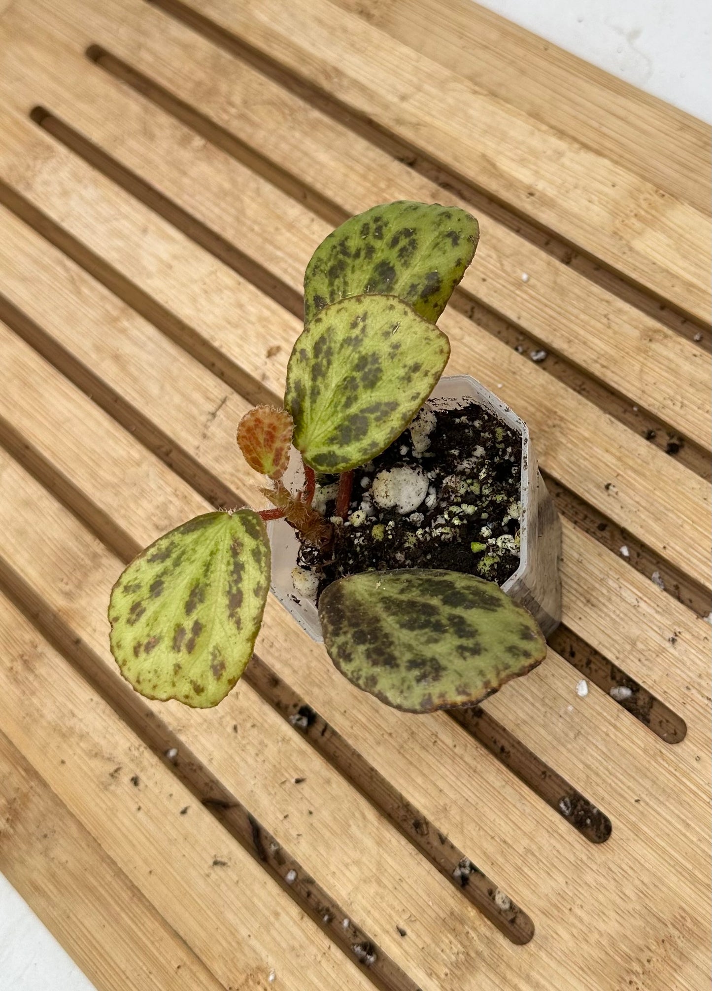 Begonia Blancii Mottled Form