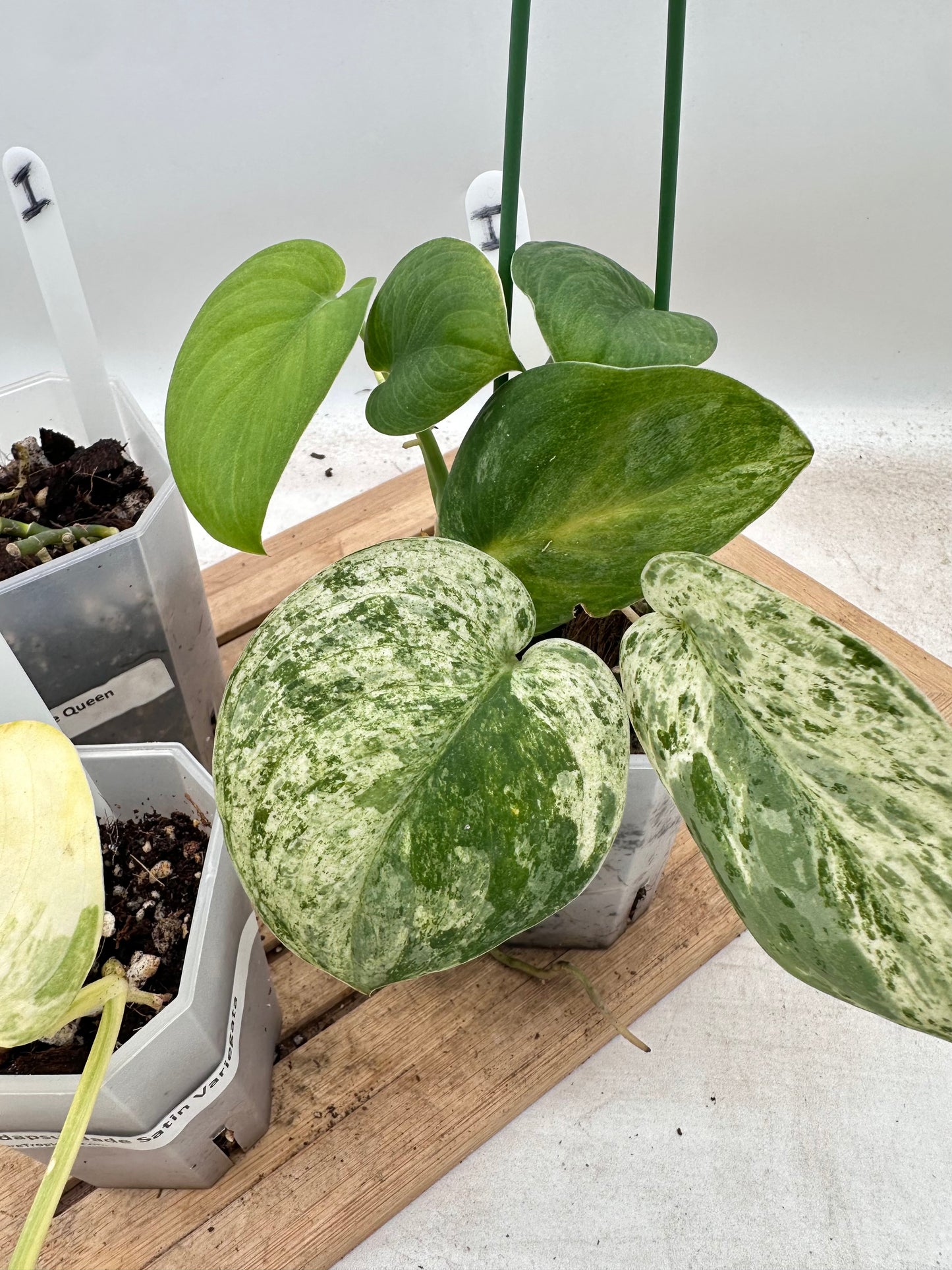 Combo Sale - Scindapsus Halimoon & Jade Satin Marble & Jade Satin Aurea