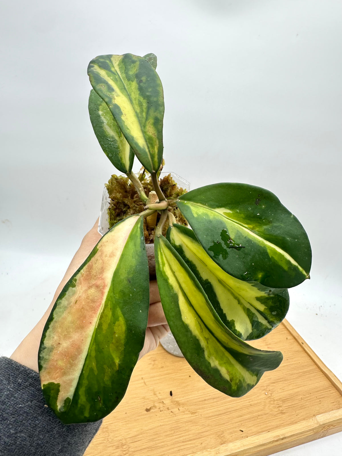 Hoya Diversifolia ‘Maharini’