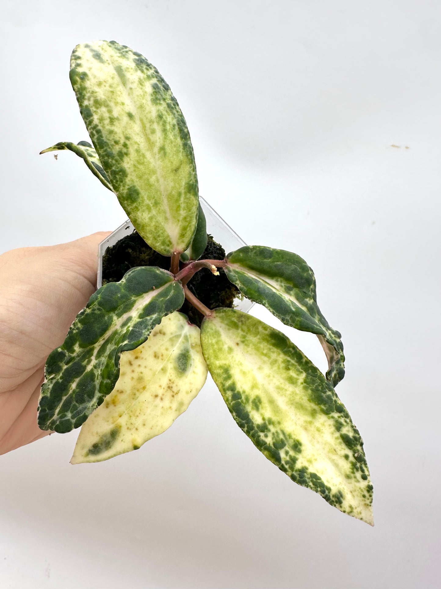 Hoya Swiffer’s Nightmare - 2 Growths