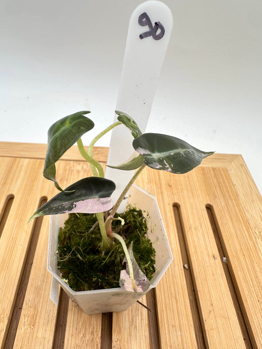 Alocasia Bambino Pink Variegated
