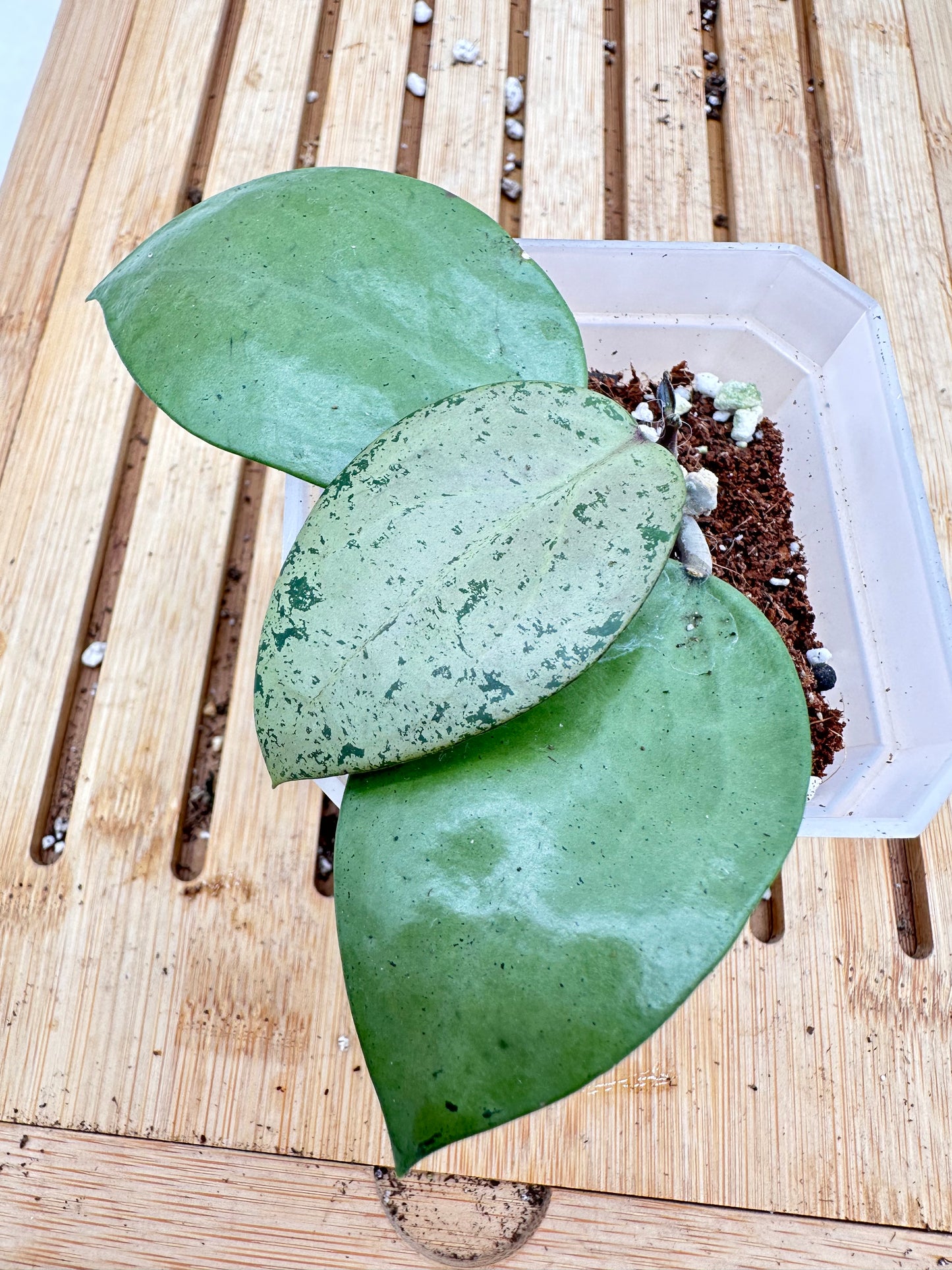 Thanksgiving Sales - Hoya Verticilata Silver Heart