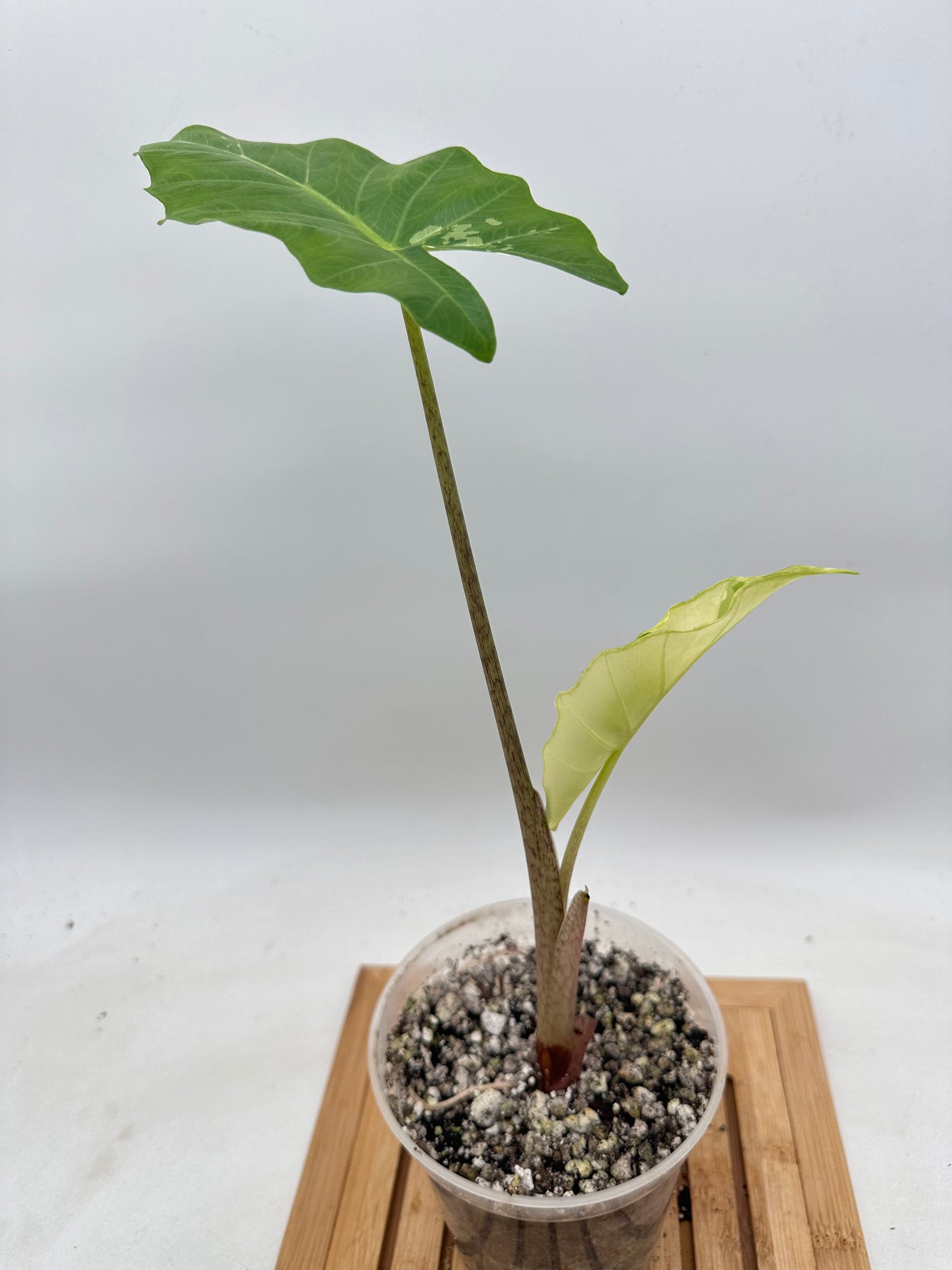 Thanksgiving Sales - Alocasia Portora Albo Variegated