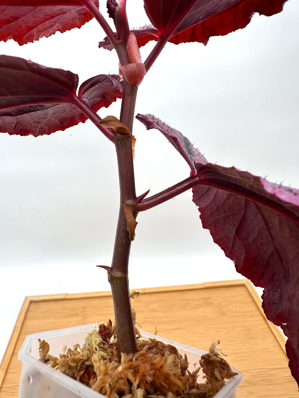 Begonia ‘Red Berry’