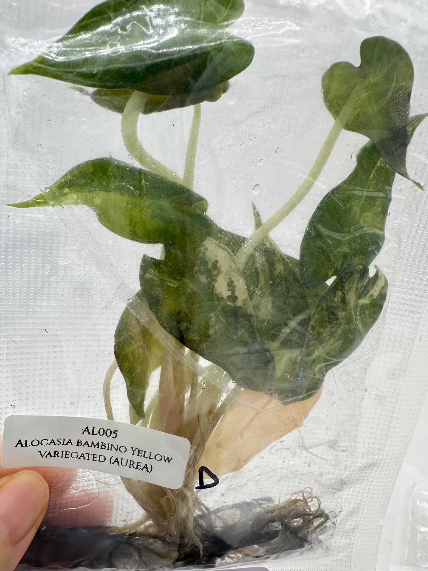 Tissue Culture - Alocasia Bambino Aurea Variegated