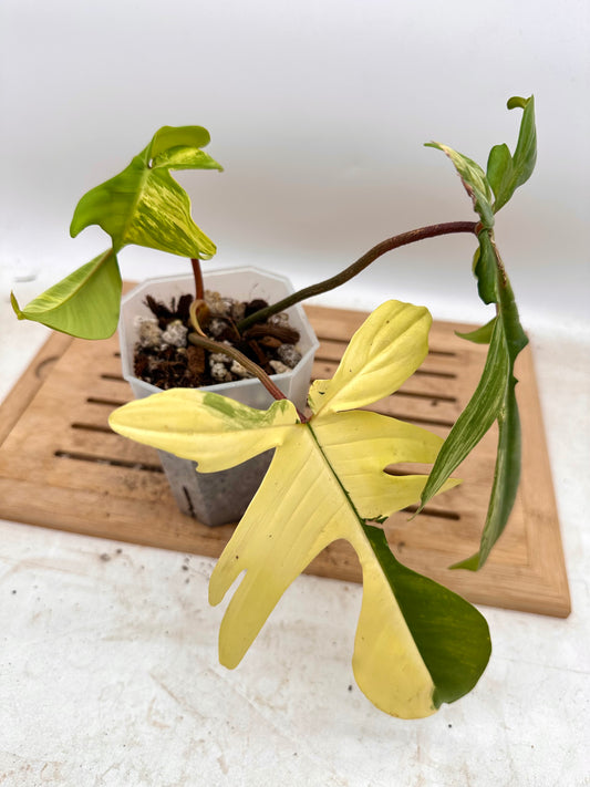 Philodendron Florida Beauty Variegated