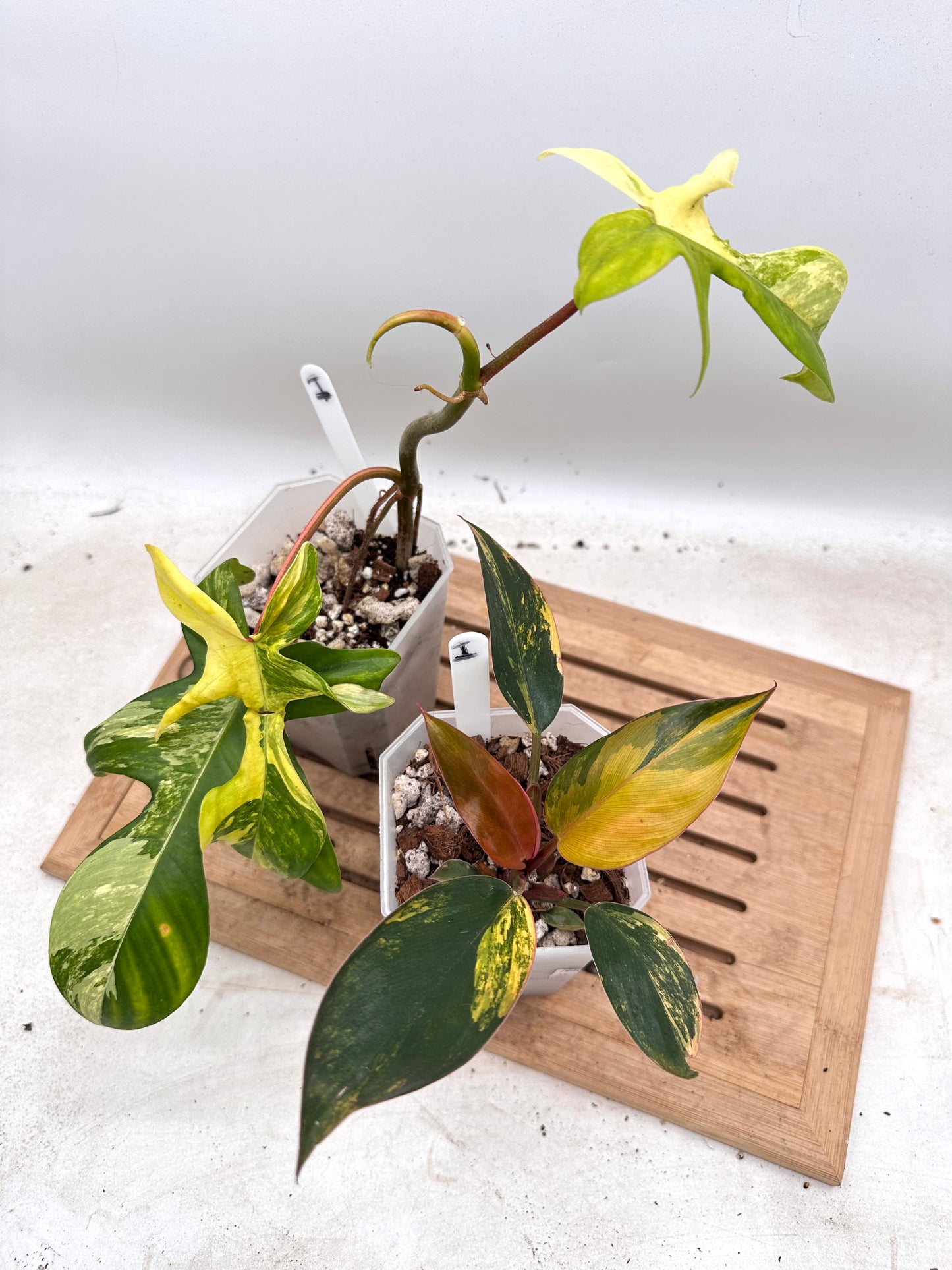 Combo Sale - Philodendron Florida Beauty & Red Congo Variegated