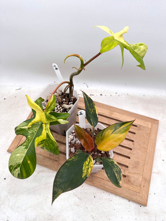 Combo Sale - Philodendron Florida Beauty & Red Congo Variegated