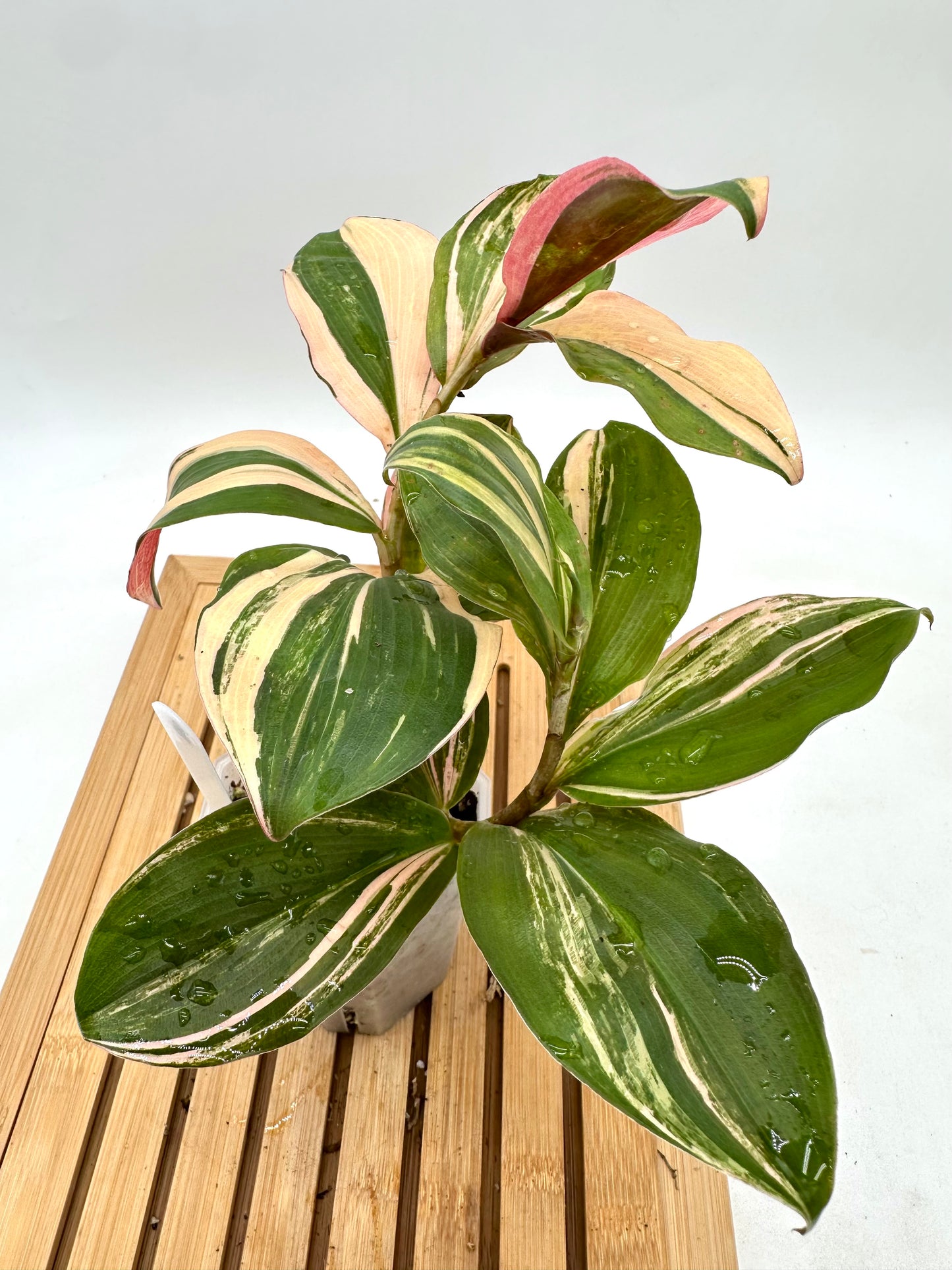 Spiral Ginger - Rare Pink Variegated 🩷