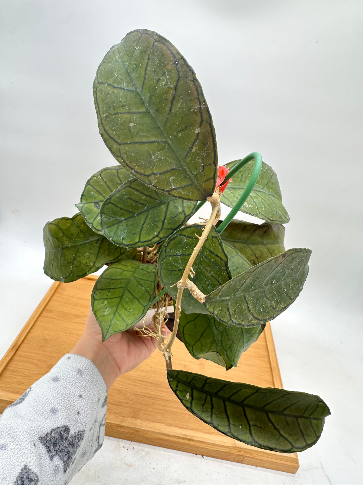 Hoya Gunung Gading - Good Size, Multiple Growths