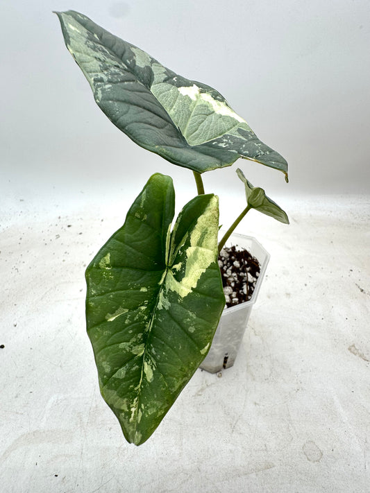 Alocasia Platinum Albo Variegated 🦄