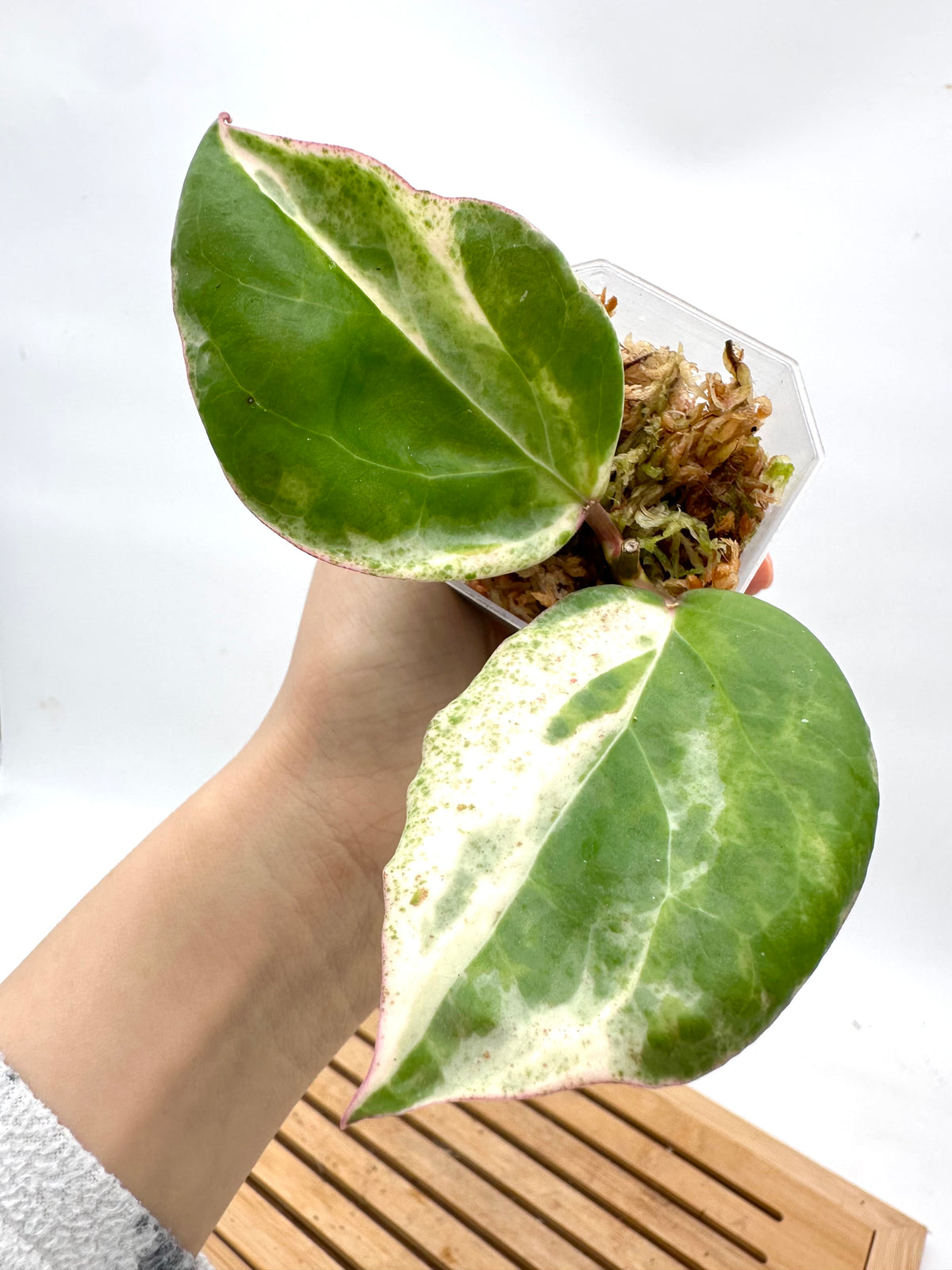 Hoya Cv. Candy