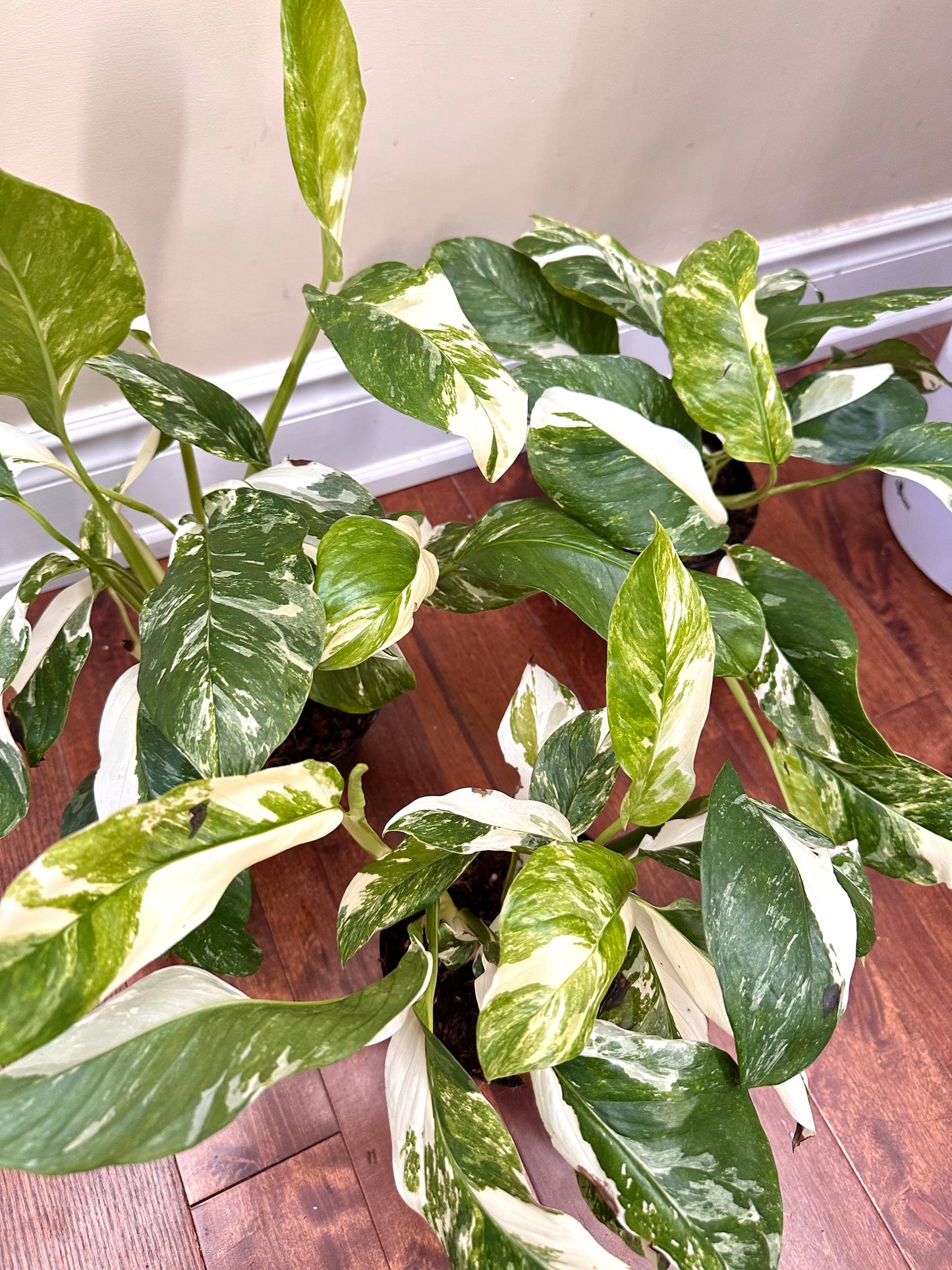 Monstera Lechleriana Albo Variegated in 6” Pot