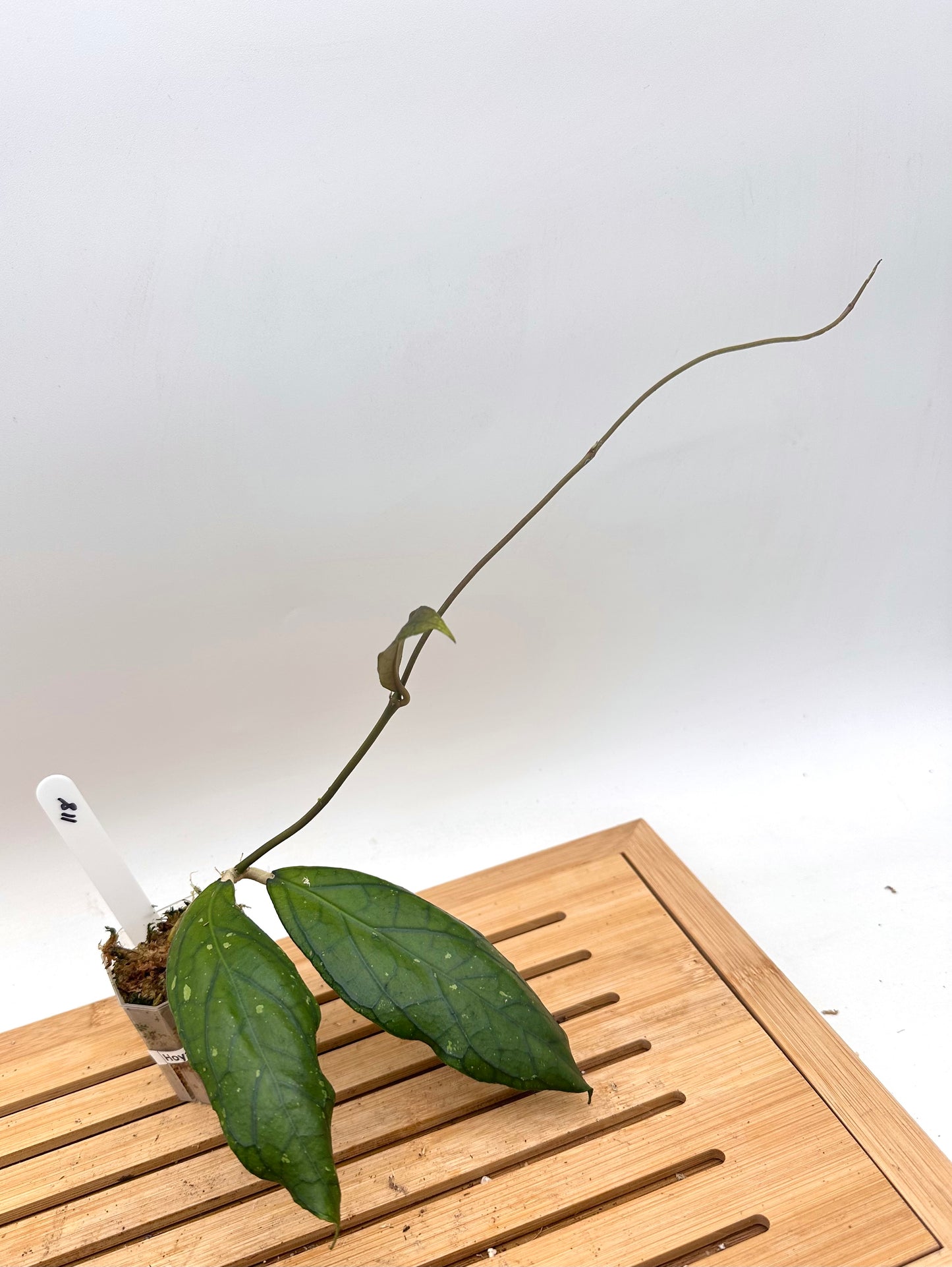 Hoya Sp. tanggemus