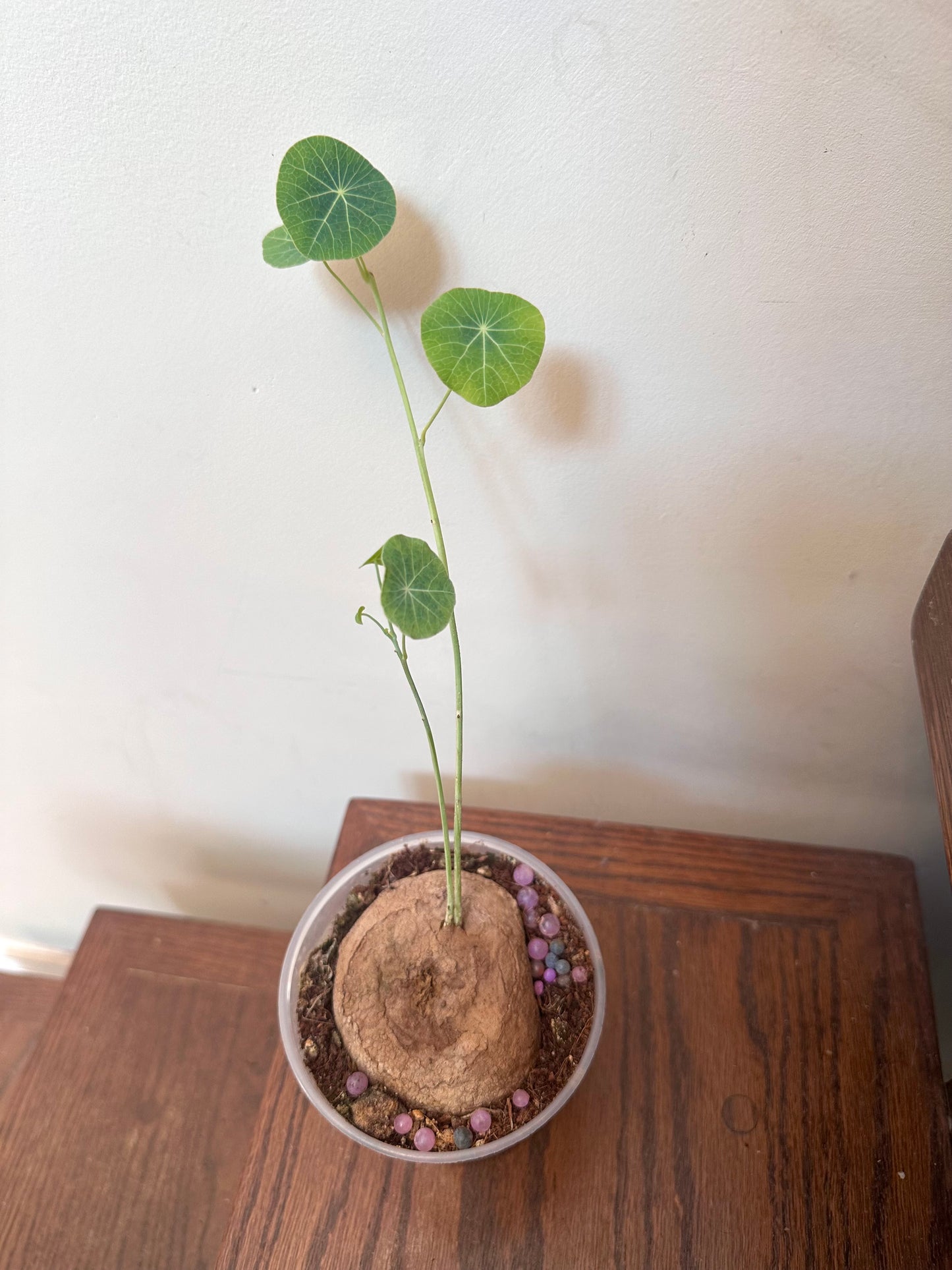Stephania Erecta Caudex