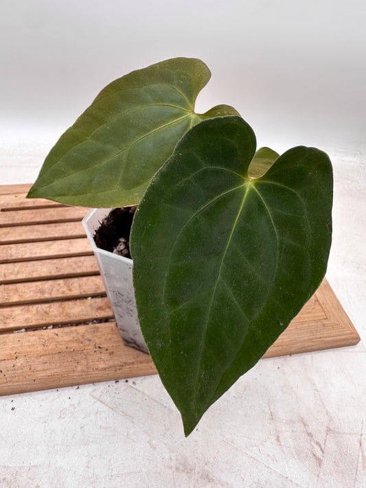 Anthurium Dark Phoenix X Fort Sherman