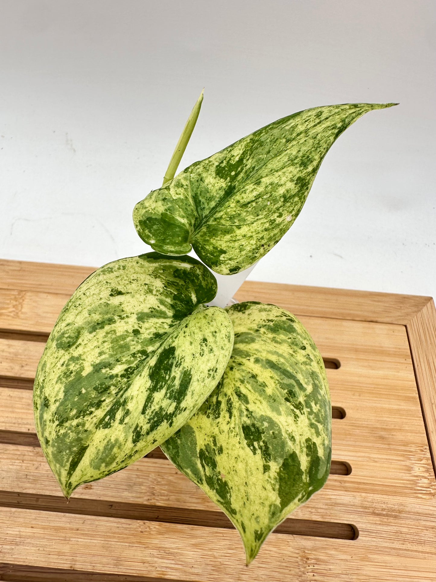 Scindapsus Halimoon