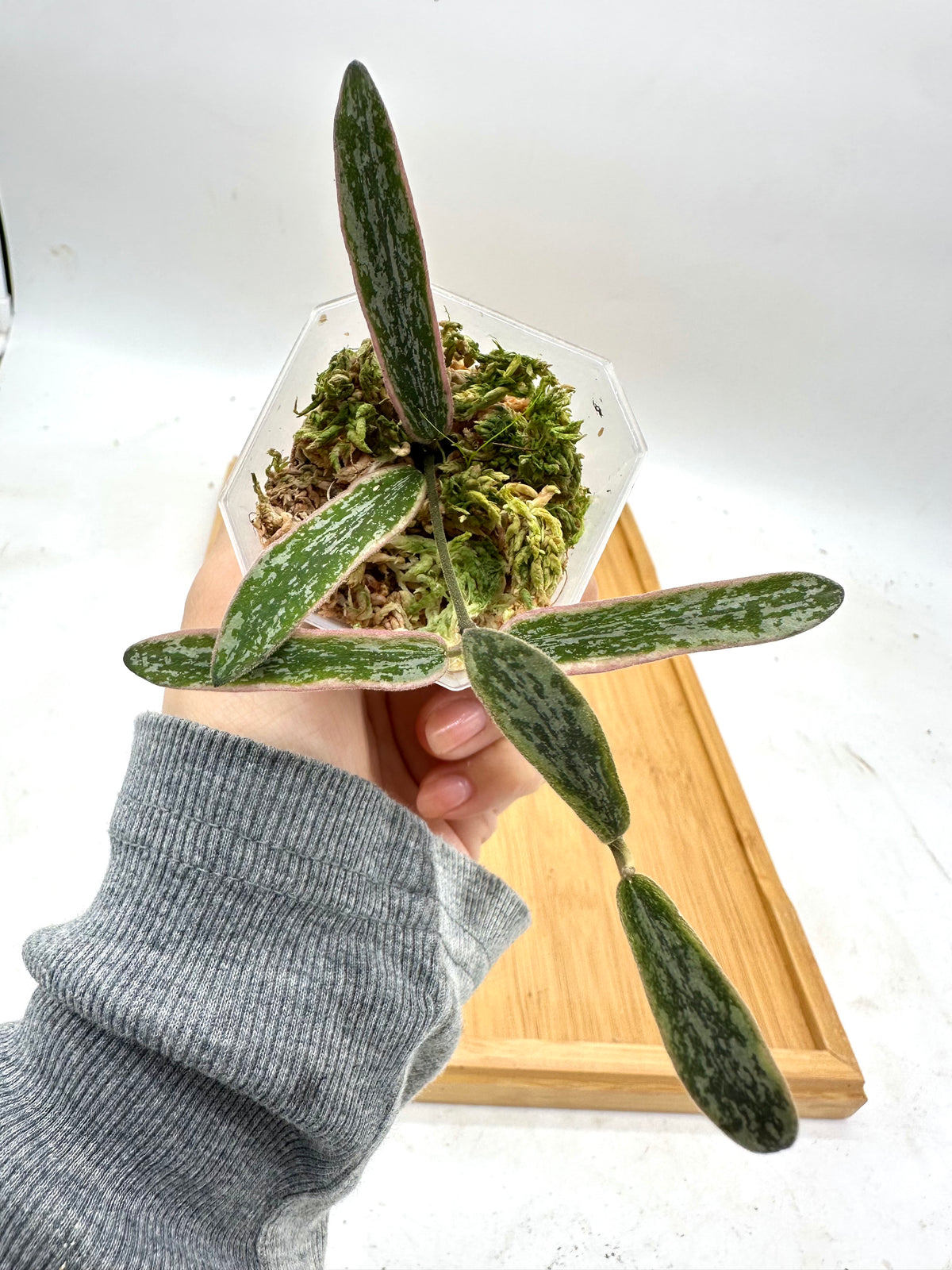 Hoya Sigillatis Variegated
