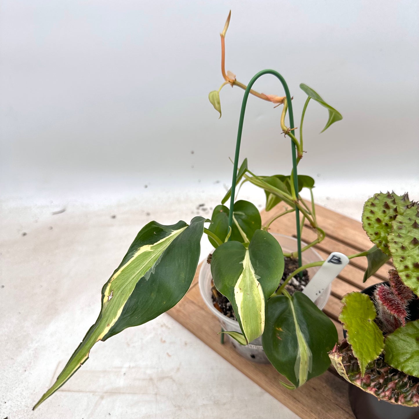 Combo Sale - Begonia Ferox & Begonia X’Frosty & Philodendron Silver Stripes