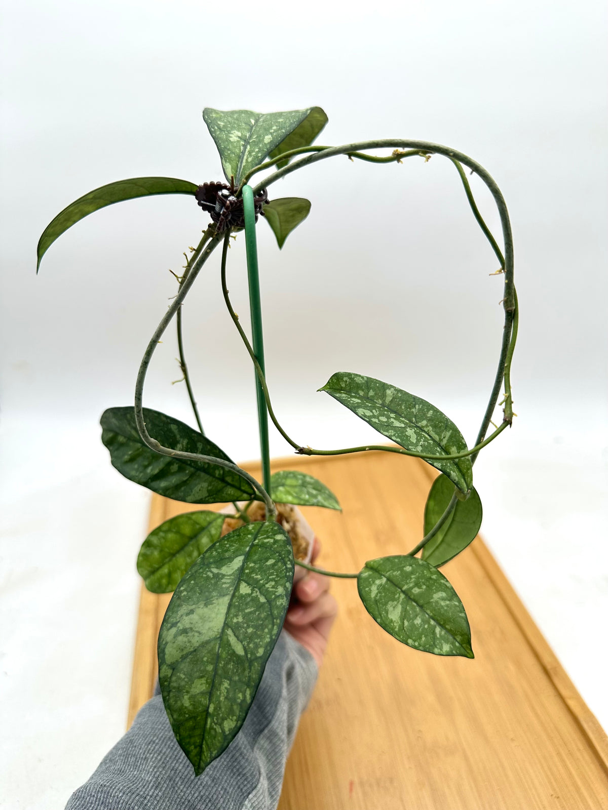 Hoya Crassipetiolata Splash