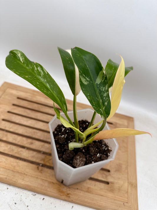 Philodendron Wend Imbe Variegated - Labour Day Sale ❤️‍🔥
