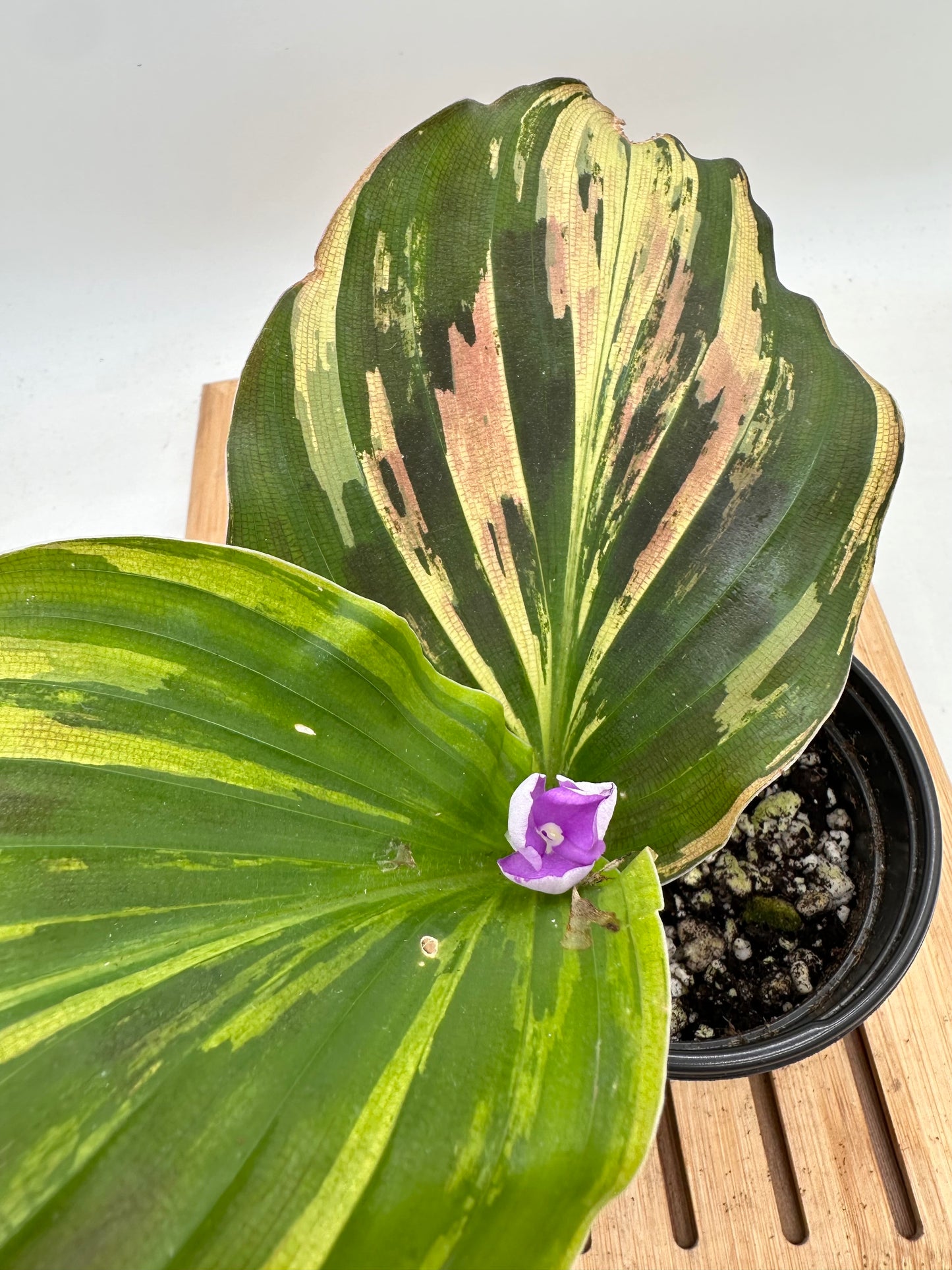 Variegated Kaempferia