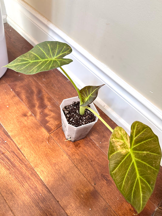Alocasia Regal Shields Aurea Variegated - Labour Day Sale ❤️‍🔥