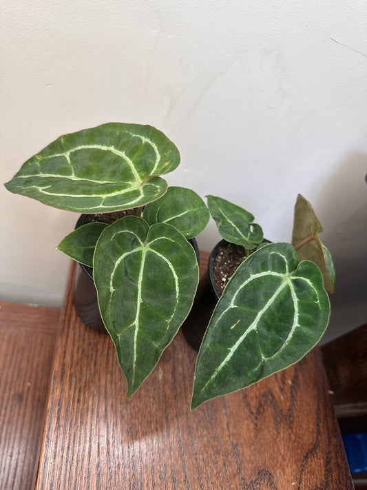 Anthurium Forgetii x Crystallinum