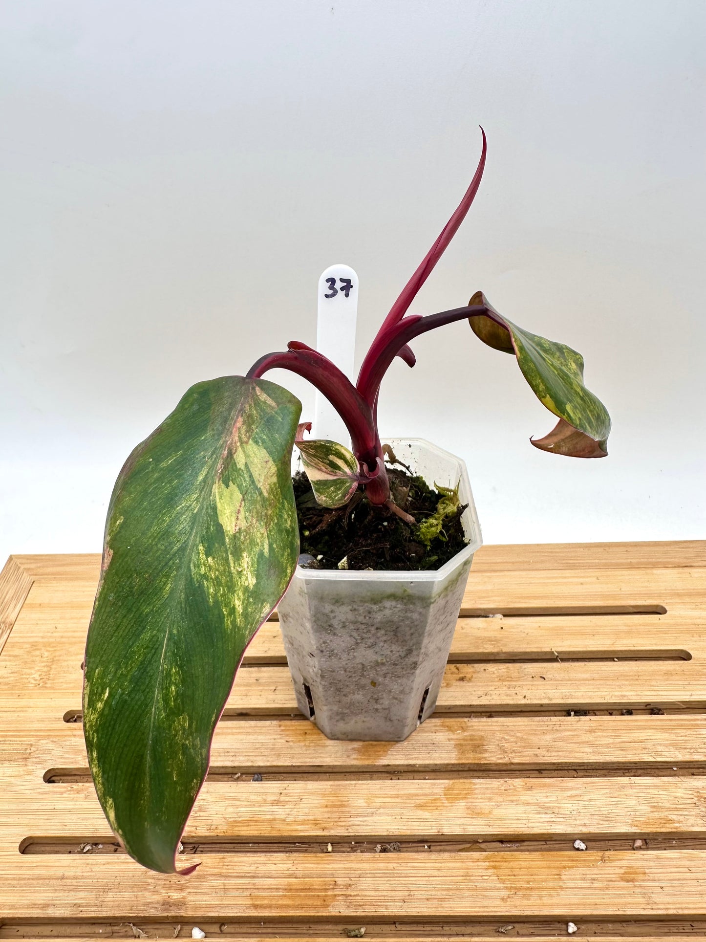 Philodendron Strawberry Shake Variegated