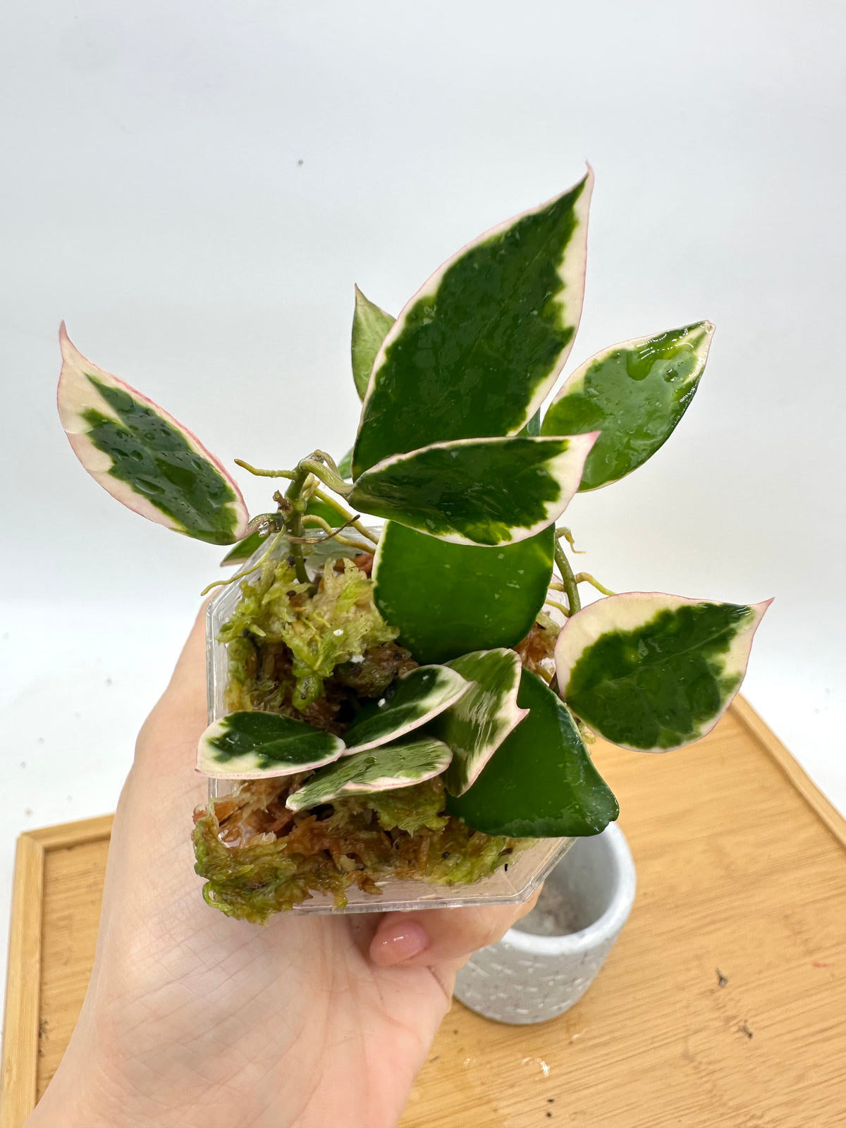 Hoya Lacunosa ‘Asami’ Variegated
