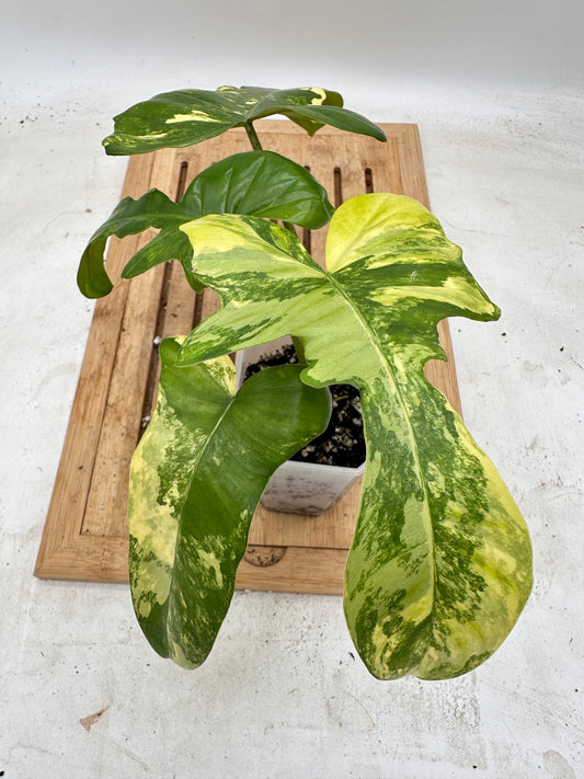 Philodendron Mayoi x FB Variegated  - Labour Day Sale ❤️‍🔥