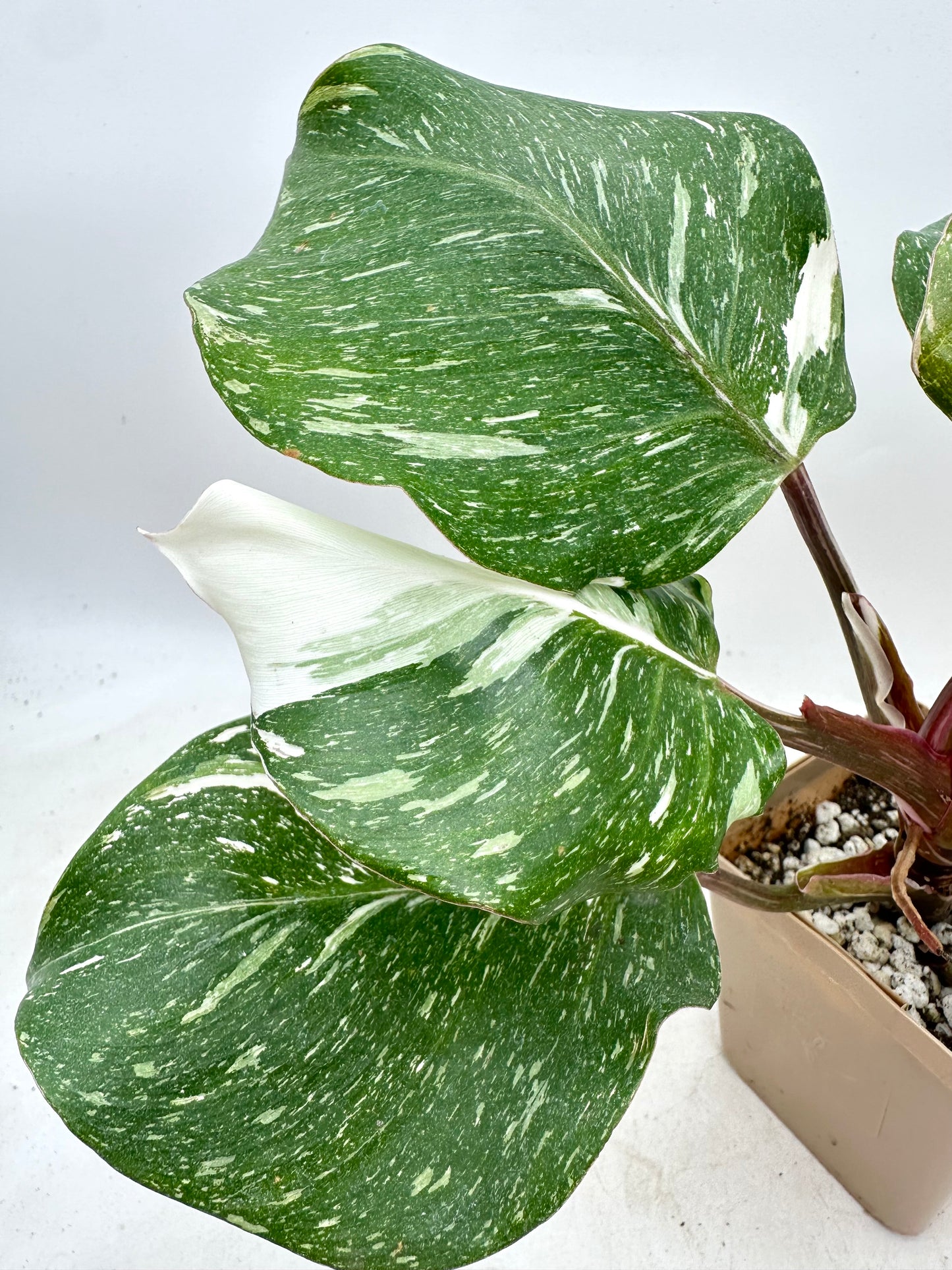 Philodendron White Knight Marble King Variegated