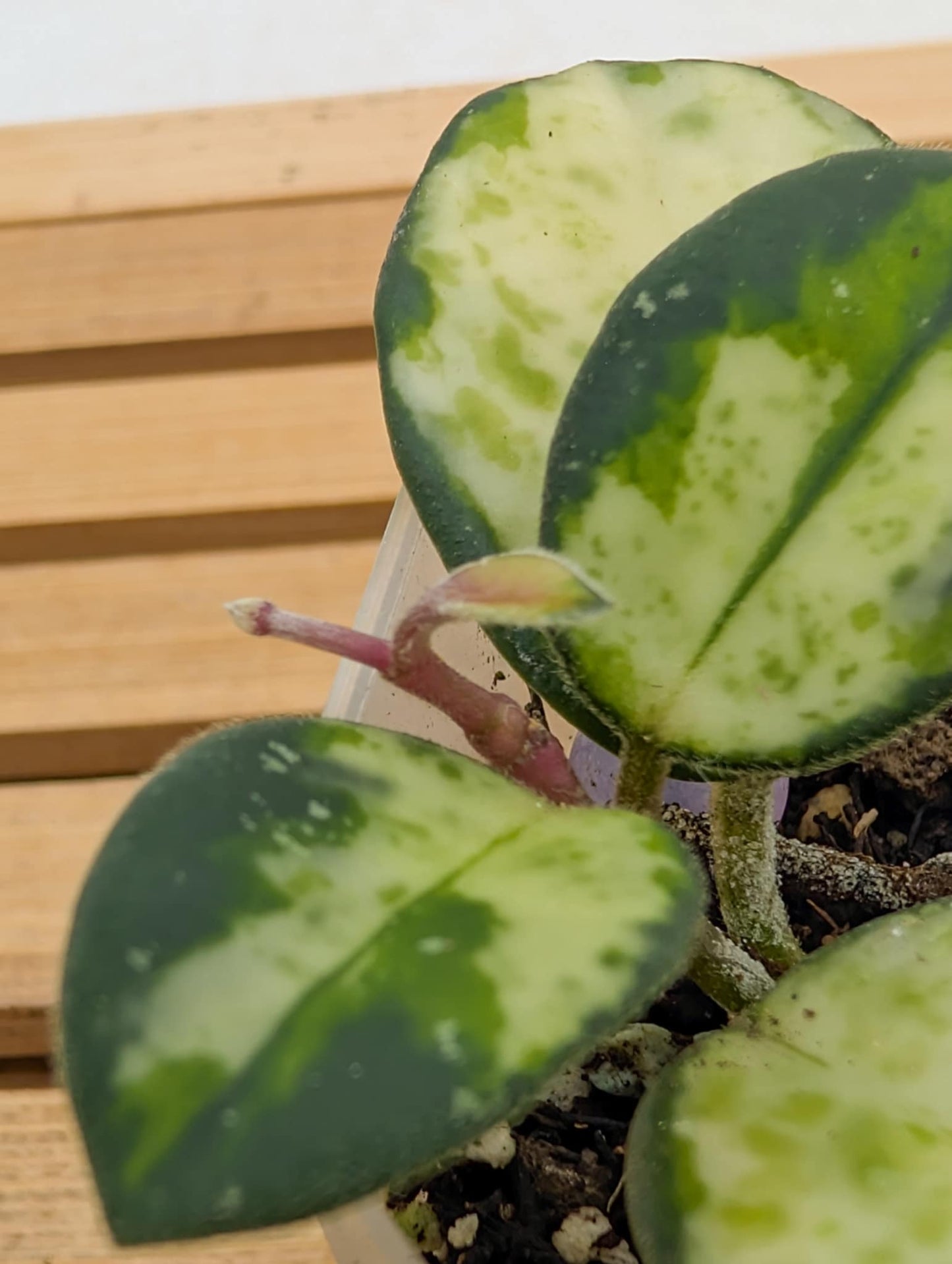 Hoya Mathilde Variegated