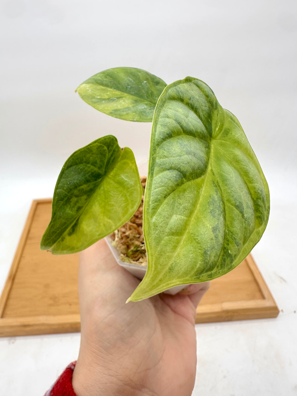 Alocasia Silver Dragon Aurea