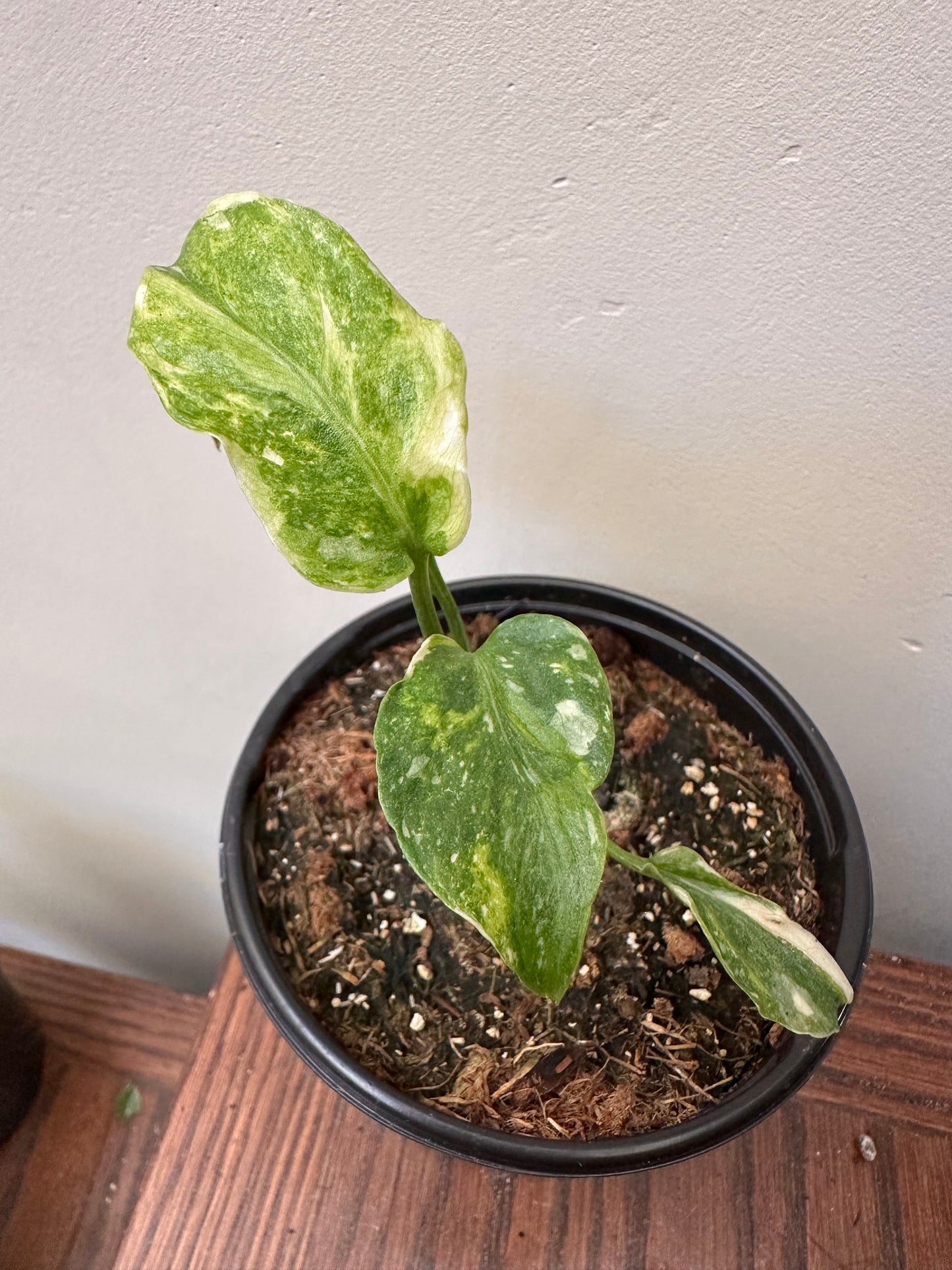 Monstera Miracle ‘tri-Colour Variegation’