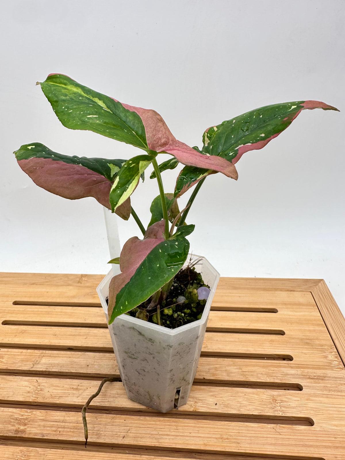 Syngonium Redspot Tri-Color Variegated 012
