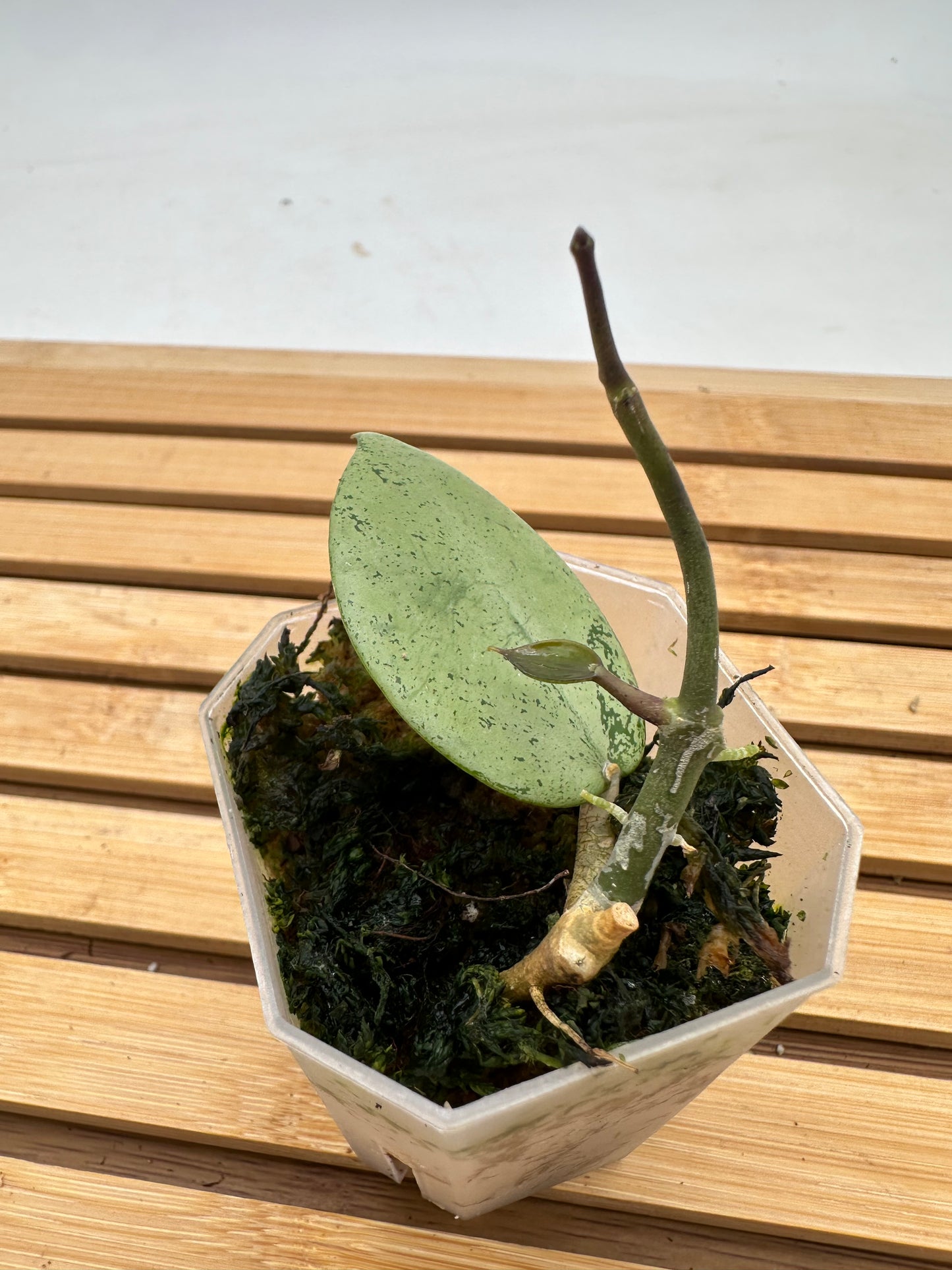 Hoya Verticillata ‘Silver Heart’
