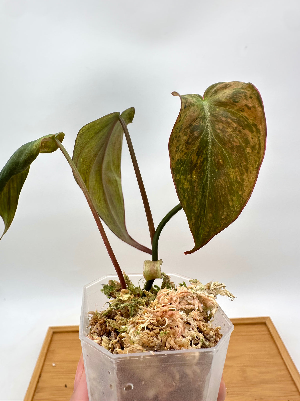 Philodendron Micans Mint Variegated