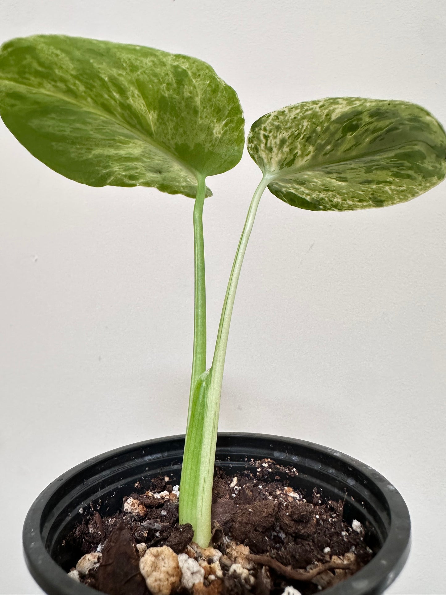 Monstera Bulbasaur - D