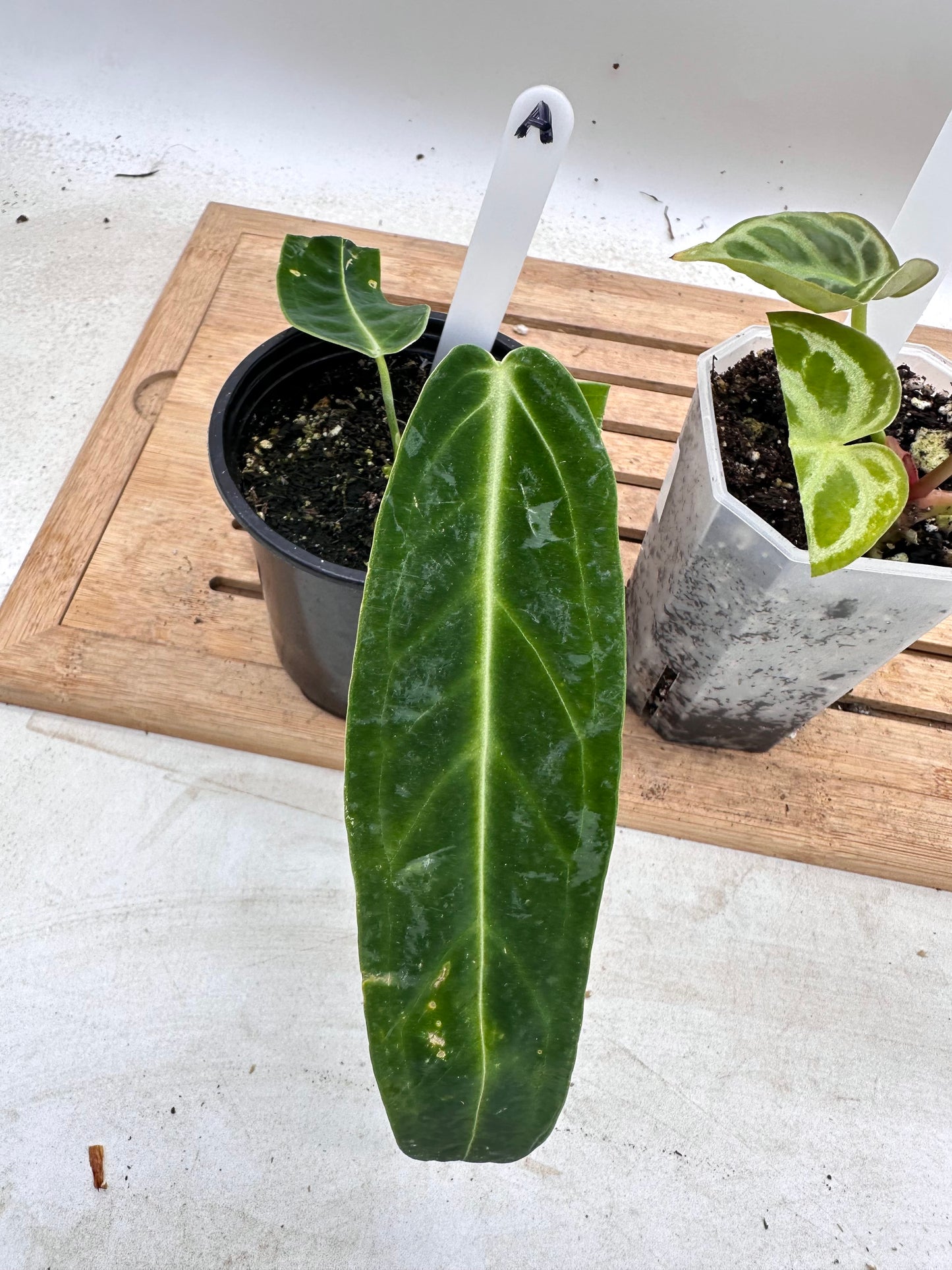 Combo Sale - Anthurium Warrocquenum Queen & Anthurium Red Tiger 🐯