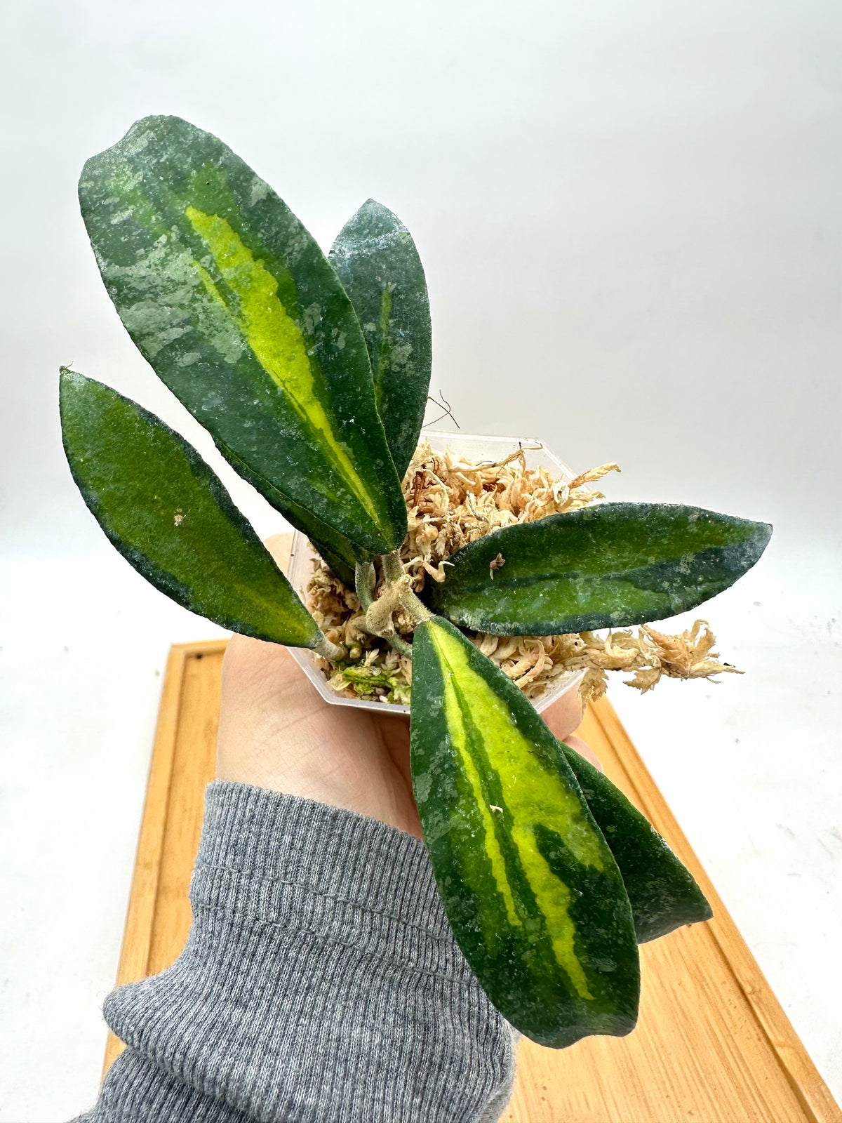 Hoya Phuwuaensis Variegated