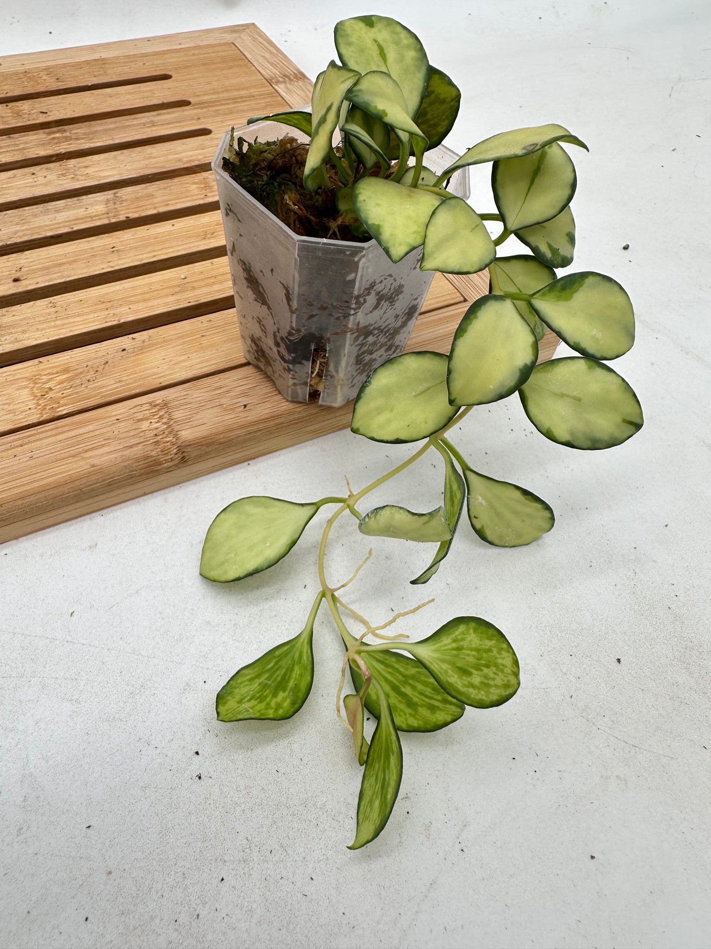 Hoya Heuschkeliana Inner Variegated - Multiple Growths