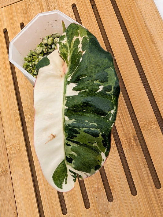 Philodendron Paraiso Verde Albo Variegated