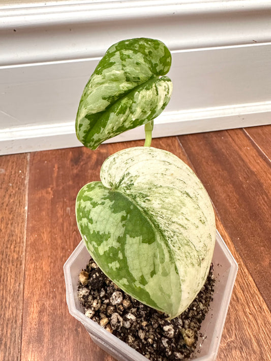 Scindapsus Mayari