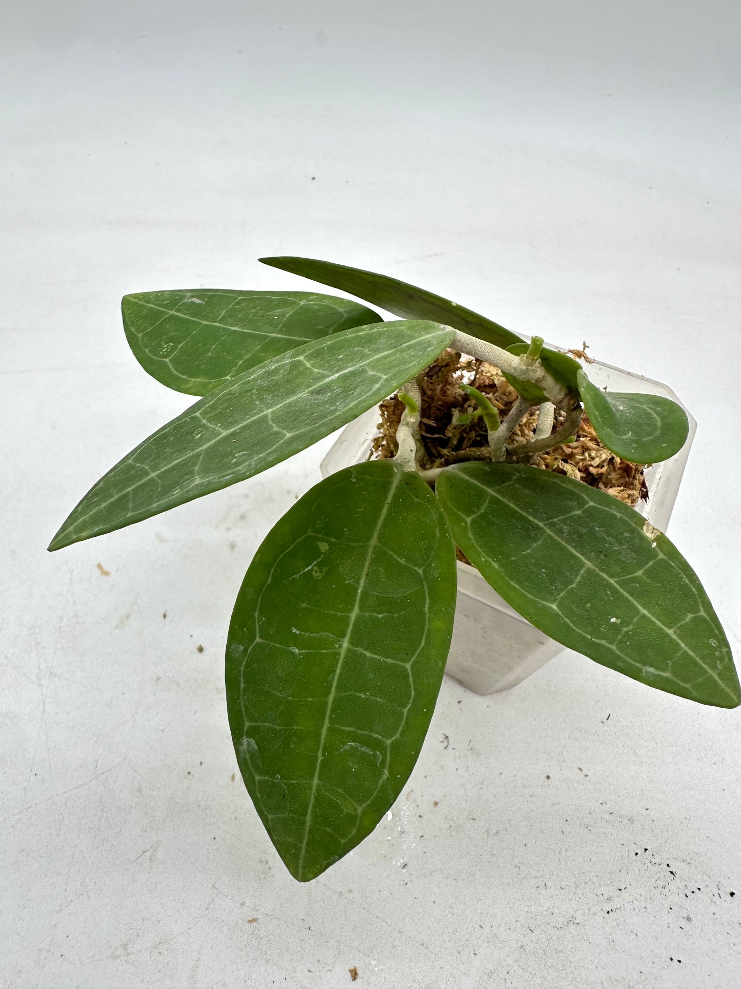 Hoya Elliptica - Multiple Growths