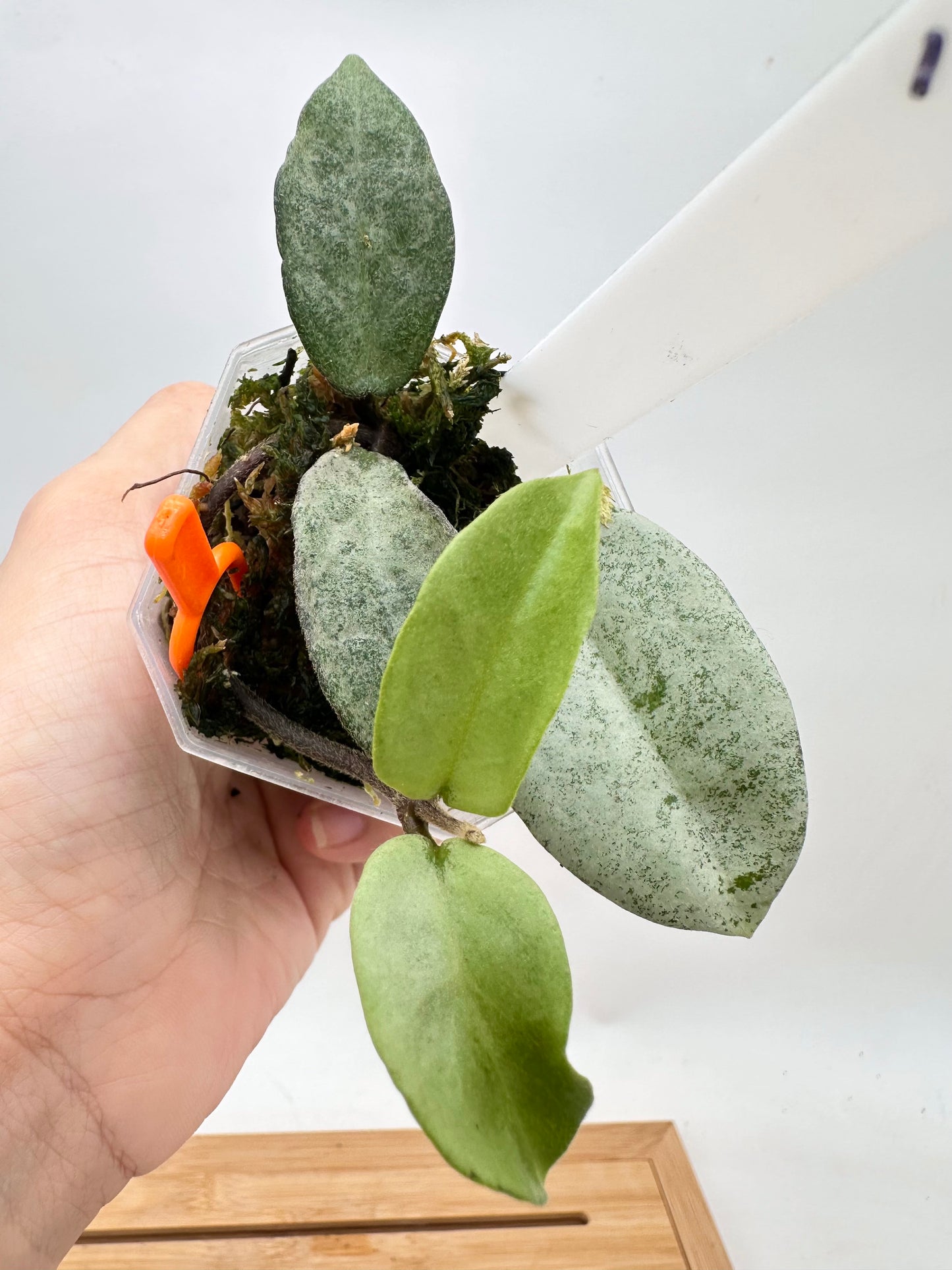 Hoya Nova Ghost - Reverted Argentea Princess