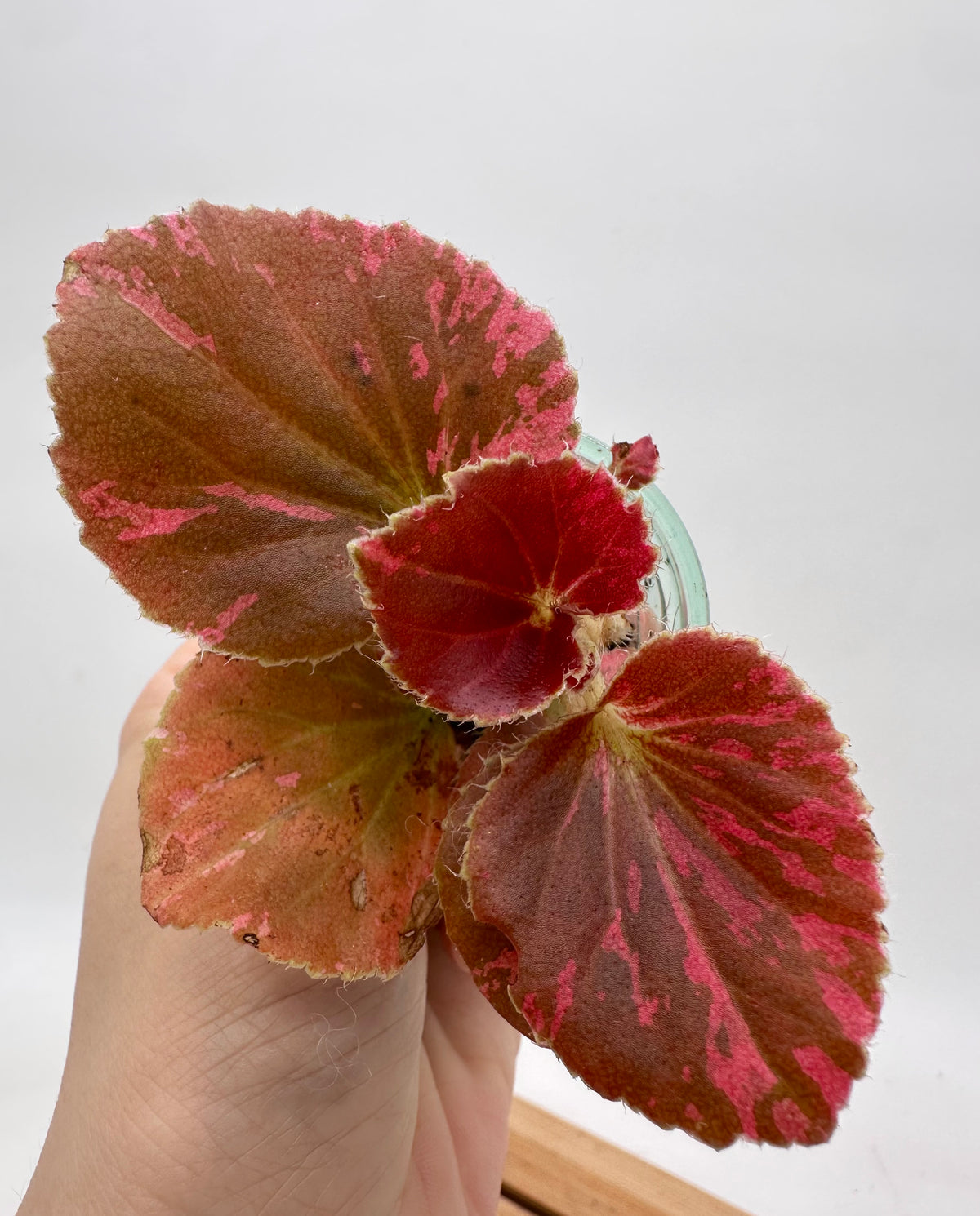 Begonia Semperflorens Red Variegated A - Multiple Growths