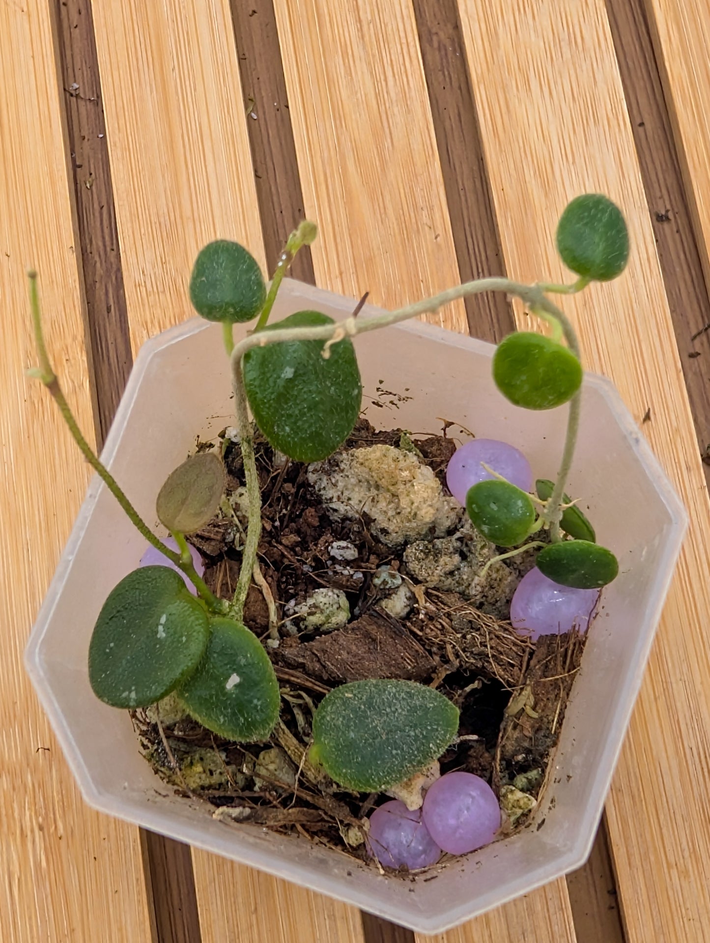 Hoya Serpen
