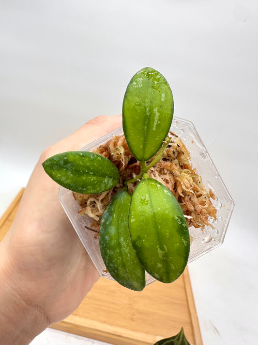 Hoya VL9 Inner Variegated Splash